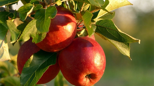 Jabłoń w ogrodzie, jako drzewo owocowe lub roślina ozdobna