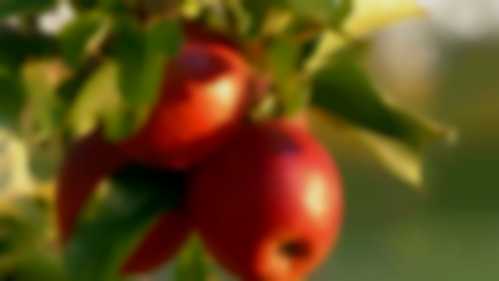 Jabłoń w ogrodzie, jako drzewo owocowe lub roślina ozdobna